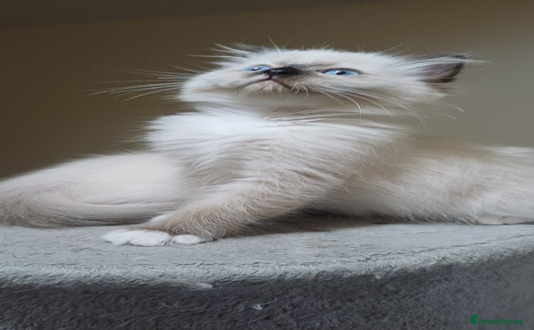Ragdoll cats - Advert 1