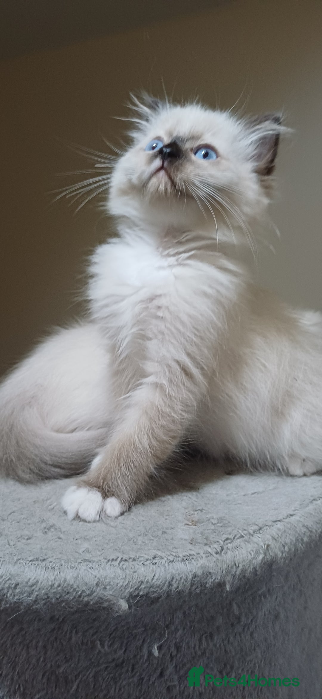 Ragdoll cats for sale: 2 Beautiful Girls available  - Image 1