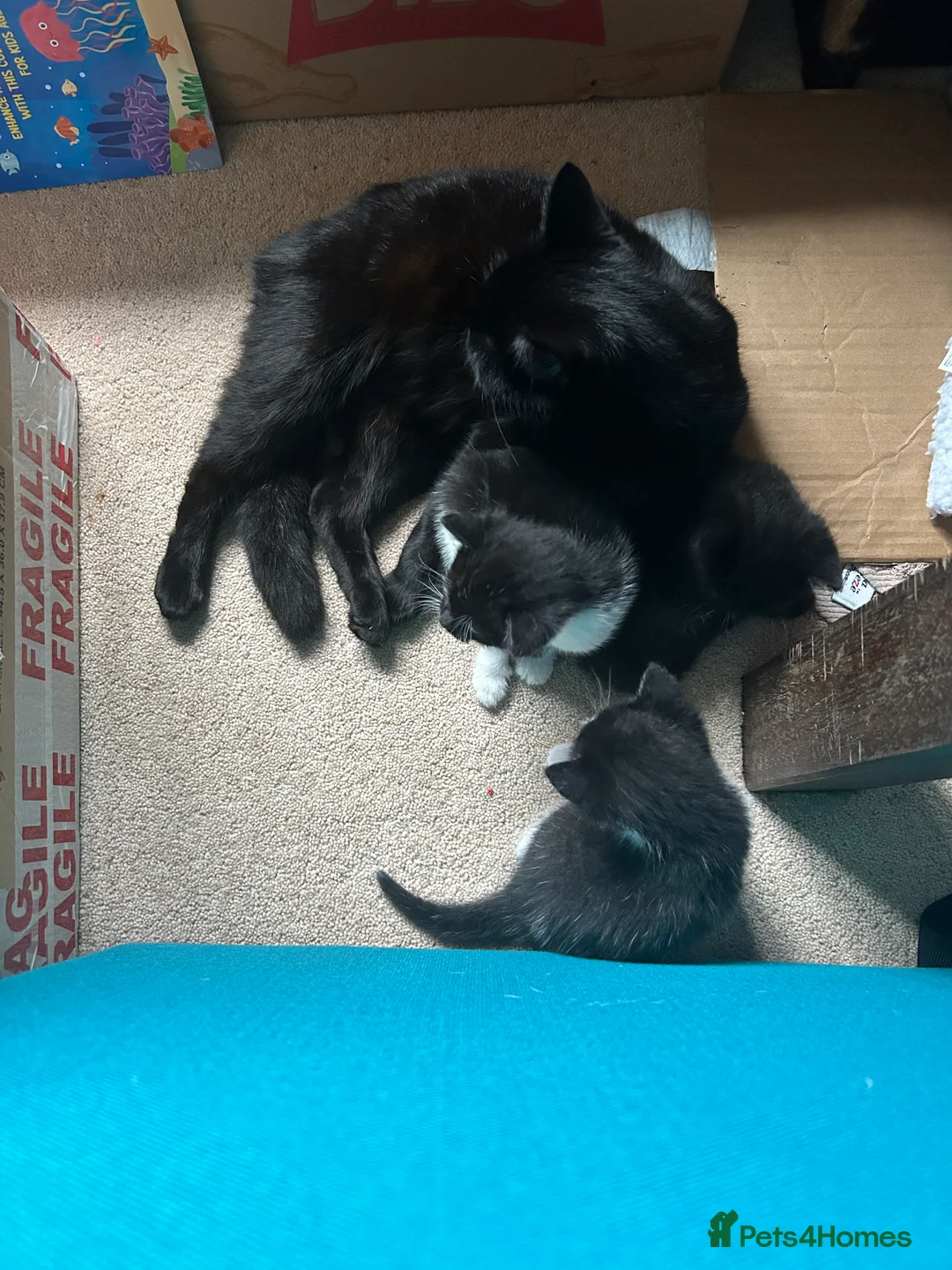 Domestic Shorthair cats for sale: Cheeky playful kittens looking for loving homes.  in Whitland - Advert 2