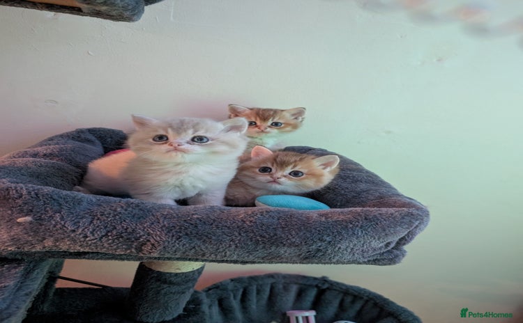 Brazilian Shorthair cats - Advert 1