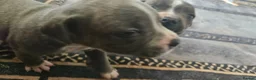 Staffordshire Bull Terrier dogs for sale: Blue staffy pups. Blue bronsen bloodline - Advert 19