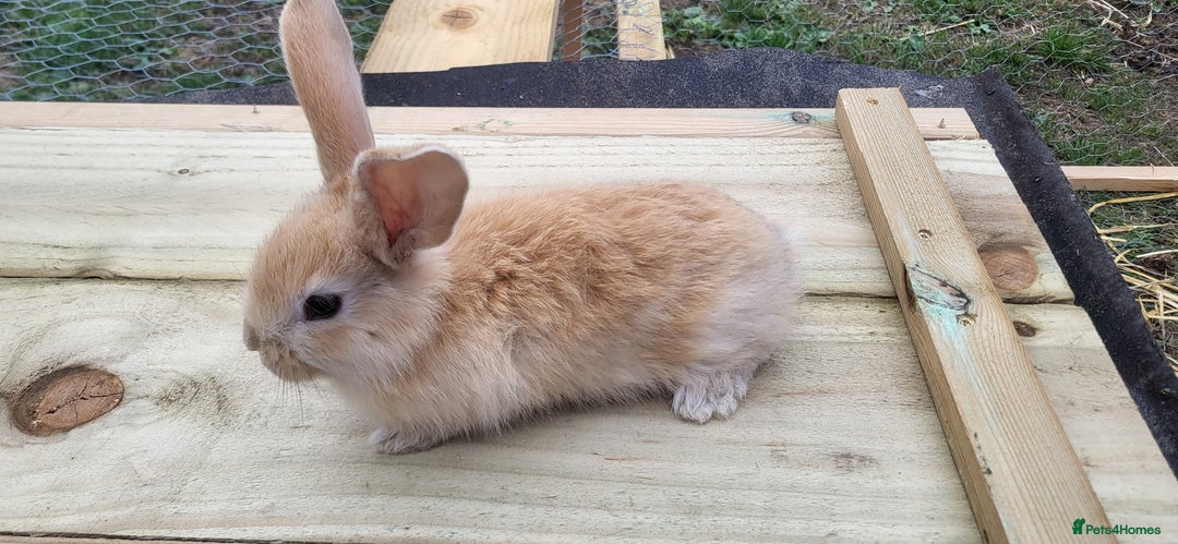Continental Giant rabbits for sale: Continental giant kits  - Image 6