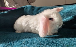 French Lop rabbits for sale: GIANT FRENCH LOPS - Image 7