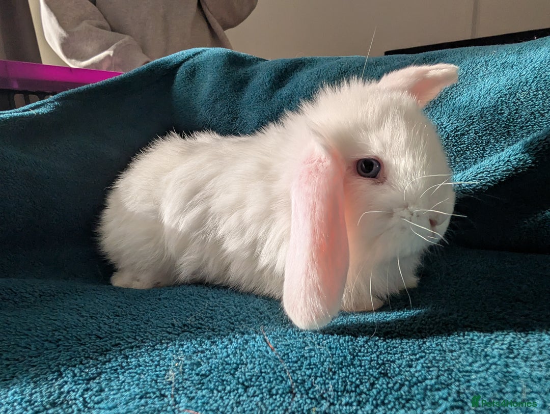 French Lop rabbits for sale: GIANT FRENCH LOPS - Image 7