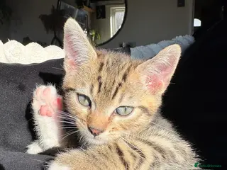 Domestic Shorthair cats Tabby male kitten - Advert 1