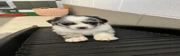 Mixed Breed dogs for sale: Golden Retriever x Australian Shepherd Puppies - Advert 17