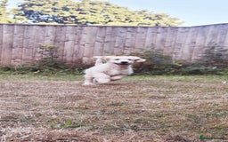 Goldendoodle dogs for sale: F1 Golden doodles by Varity Doodles  - Image 12