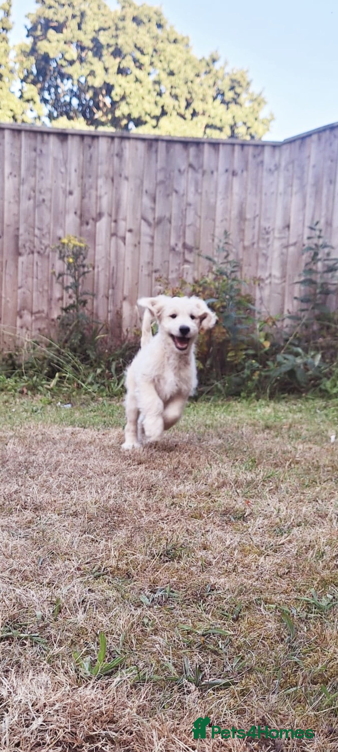 Goldendoodle dogs for sale: F1 Golden doodles by Varity Doodles  - Image 12