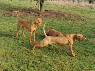 Hungarian Vizsla dogs in Ludlow - Advert 4
