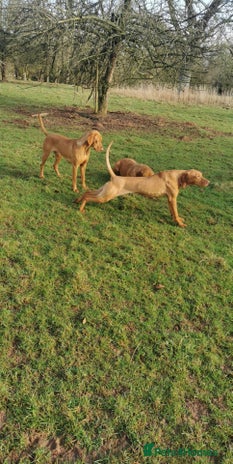 Hungarian Vizsla dogs in Ludlow - Advert 2