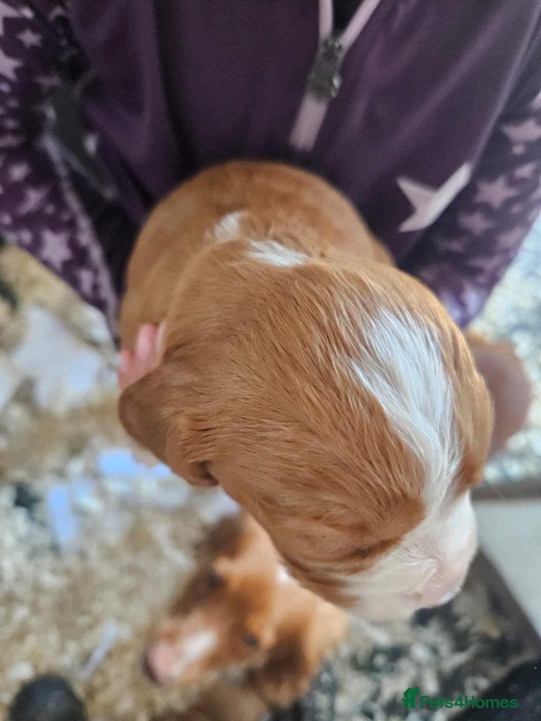 Cocker Spaniel dogs for sale: Beautiful Red Cocker Spaniels - Image 3