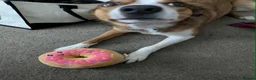 Mixed Breed dogs for sale: Duke 2 year old Welsh collie in Wigan - Advert 3