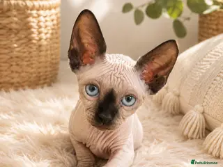 Sphynx cats Little kittens sphynx - Advert 7