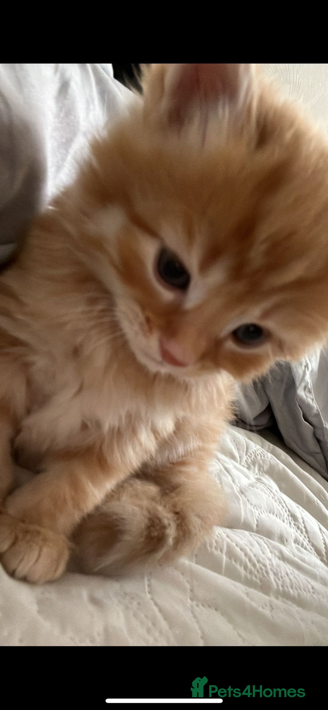 Maine Coon cats for sale: Maine coon mix  - Advert 20