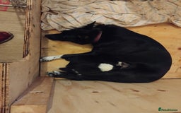 Border Collie dogs for sale: Border Collie 3/4 Kelpie 1/4 puppies - Image 17