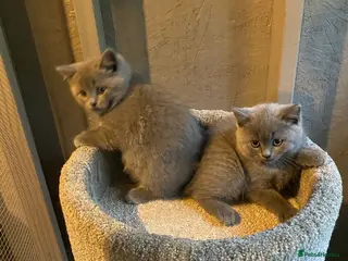 British Shorthair cats adorable british shorthair kittens - Advert 10