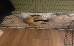 Mixed Breed dogs for sale: Beautiful puppies - Image 6