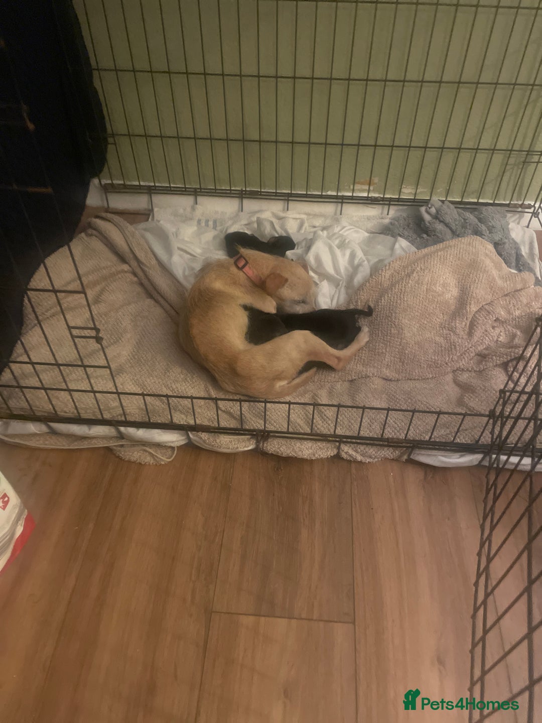 Mixed Breed dogs for sale: Beautiful puppies - Image 6