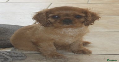 Cavalier King Charles Spaniel dogs - Advert 13