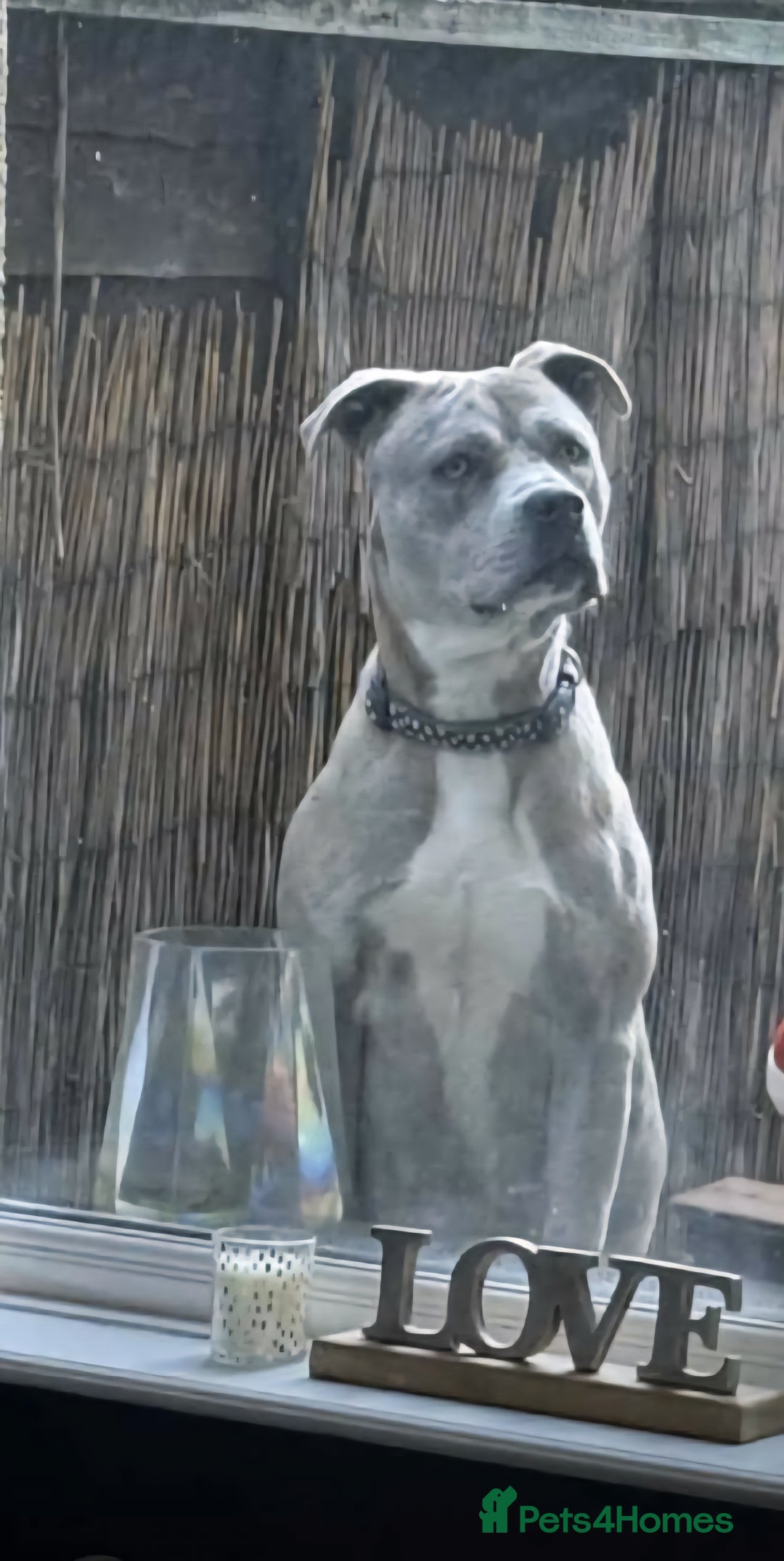 Cane Corso dogs for sale: Female cane corso cross - Advert 3