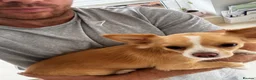 Chihuahua dogs for sale: 10 months old female chihuahua  - Advert 6
