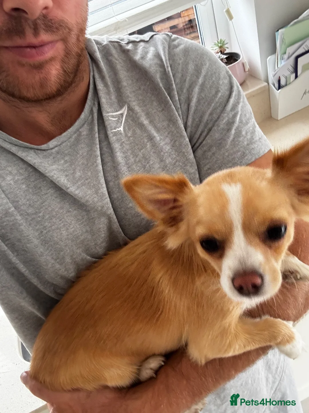 Chihuahua dogs for sale: 10 months old female chihuahua  - Advert 6