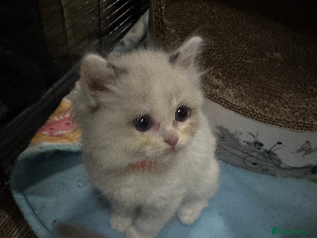 Ragdoll cats for sale: Pure Ragdoll kittens, ready 20th December - Advert 30