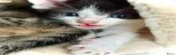 Mixed Breed cats for sale: Beautiful Litter of Playful Kittens, Siamese Cross - Advert 28