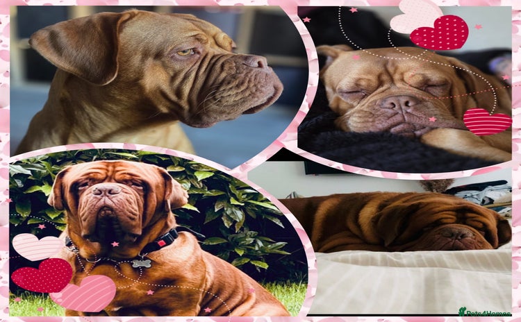 Dogue De Bordeaux dogs - Advert 1