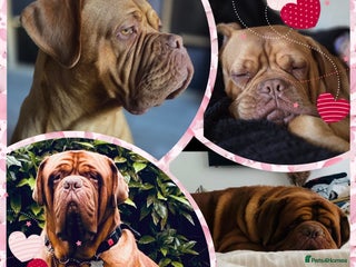 Dogue De Bordeaux dogs - Advert 3
