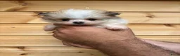 Pomeranian dogs for sale: TINY🏆 Merle & cream Pomeranian 🐾puppy’s   - Advert 14