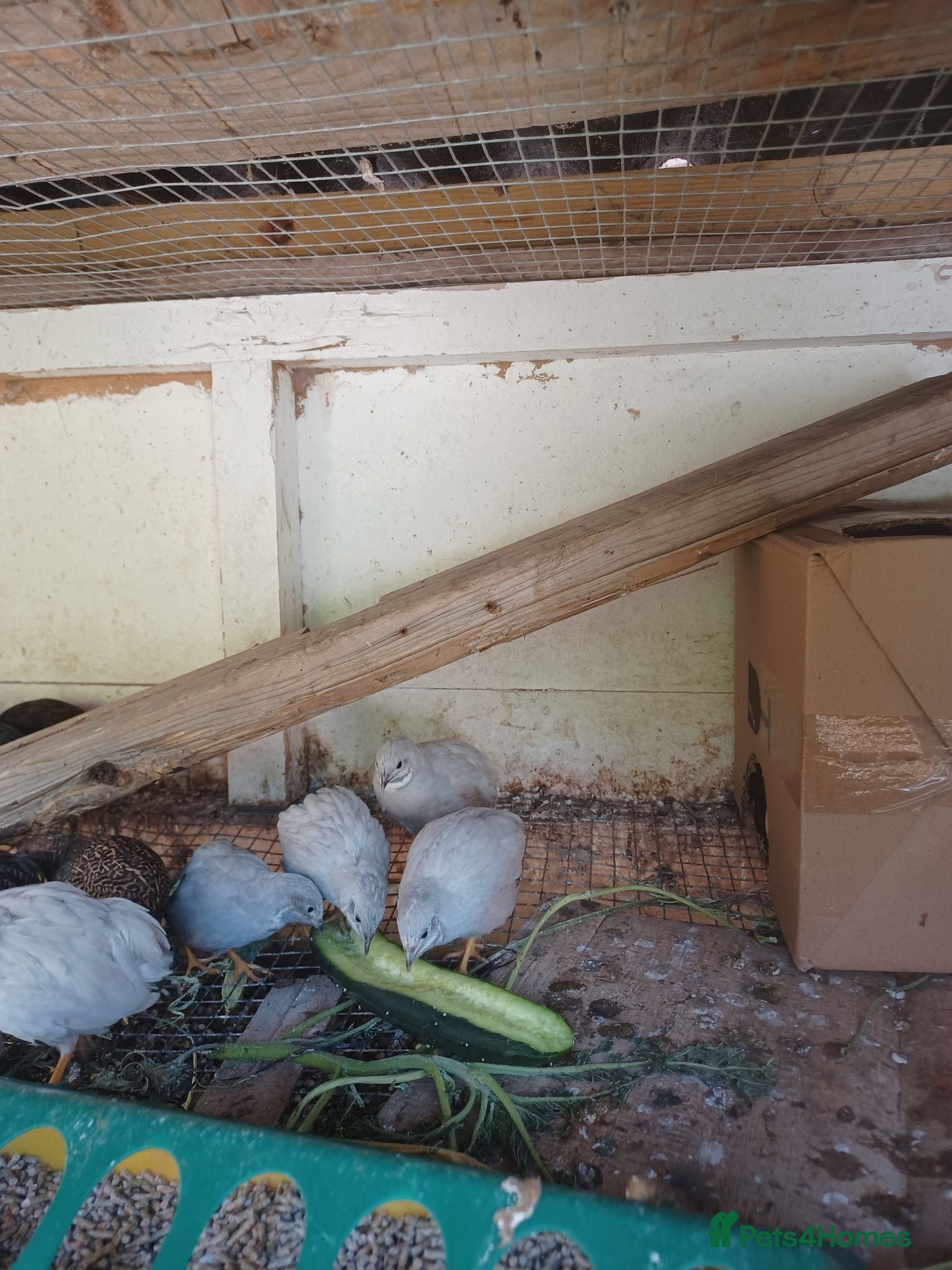 Mixed Breed birds CPQ quails for sale  - Advert 1