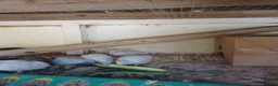 Mixed Breed birds for sale: CPQ quails for sale  in London - Advert 1