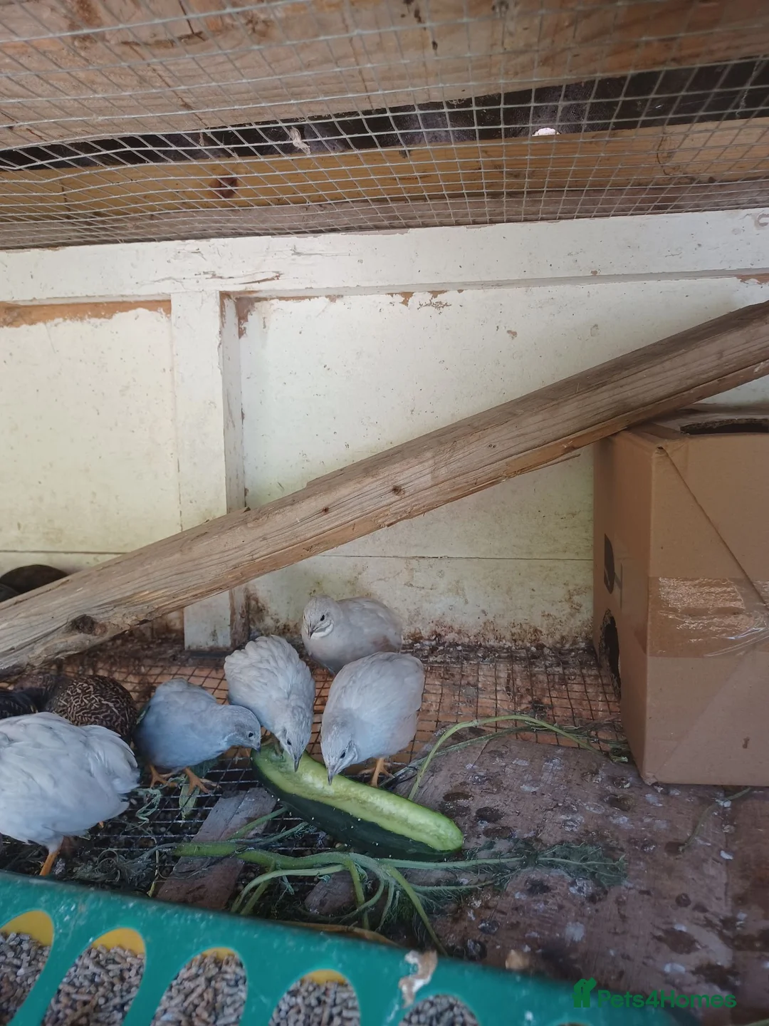 Mixed Breed birds for sale: CPQ quails for sale  in London - Advert 1