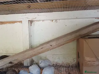 Mixed Breed birds CPQ quails for sale - Advert 1