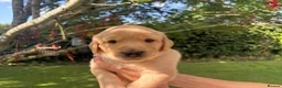 Goldador dogs for sale: Golden Retriever Labrador Puppies - Advert 21