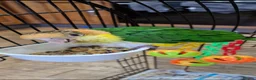 Parrots birds for sale: Baby yellow-thighed Caique for sale in Liversedge - Advert 3