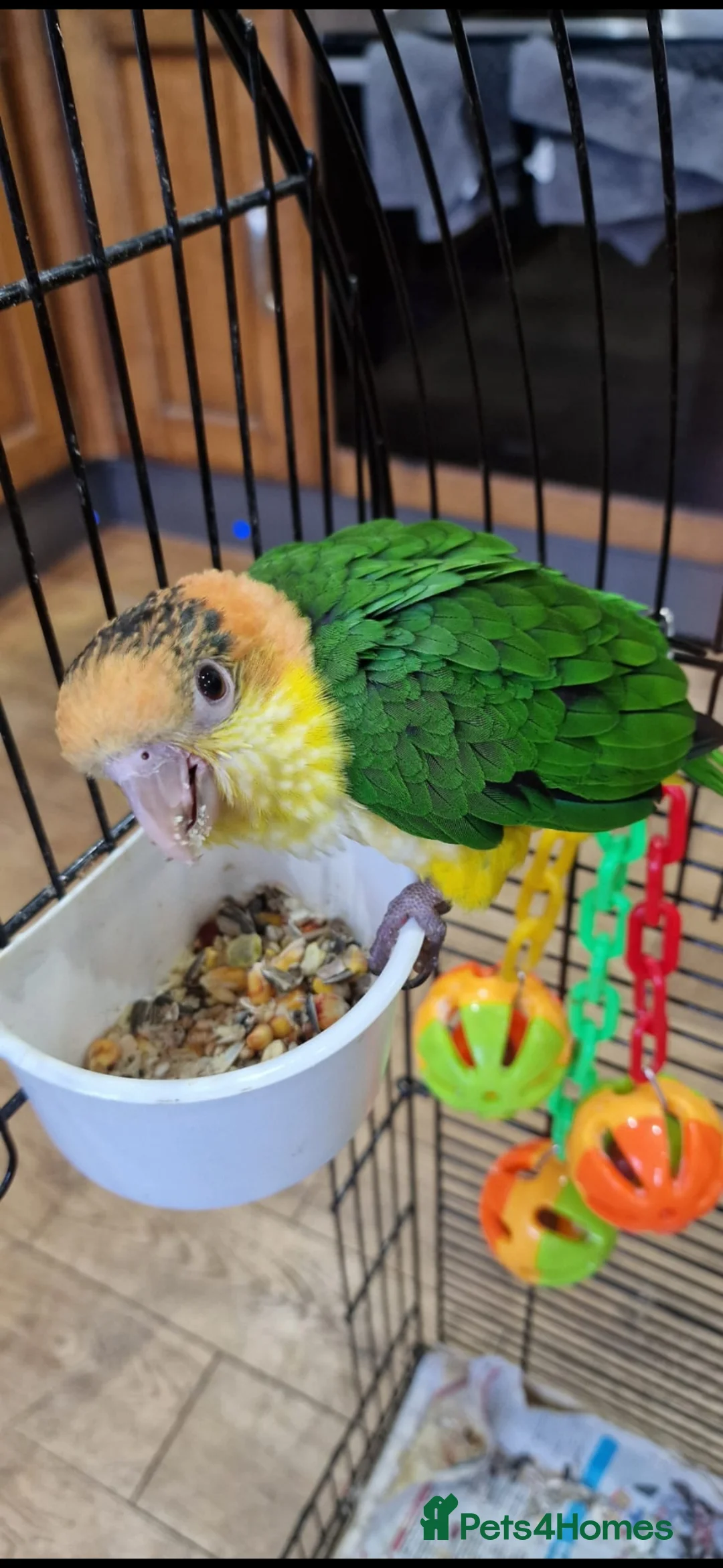Parrots birds for sale: Baby yellow-thighed Caique for sale in Liversedge - Advert 3
