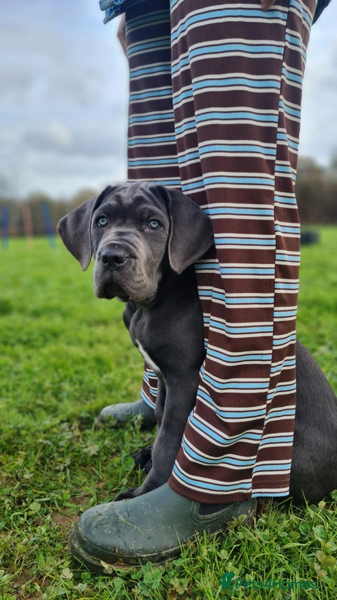 Cane Corso dogs for sale: Female Blue Cane Corso (Remi) - Advert 2