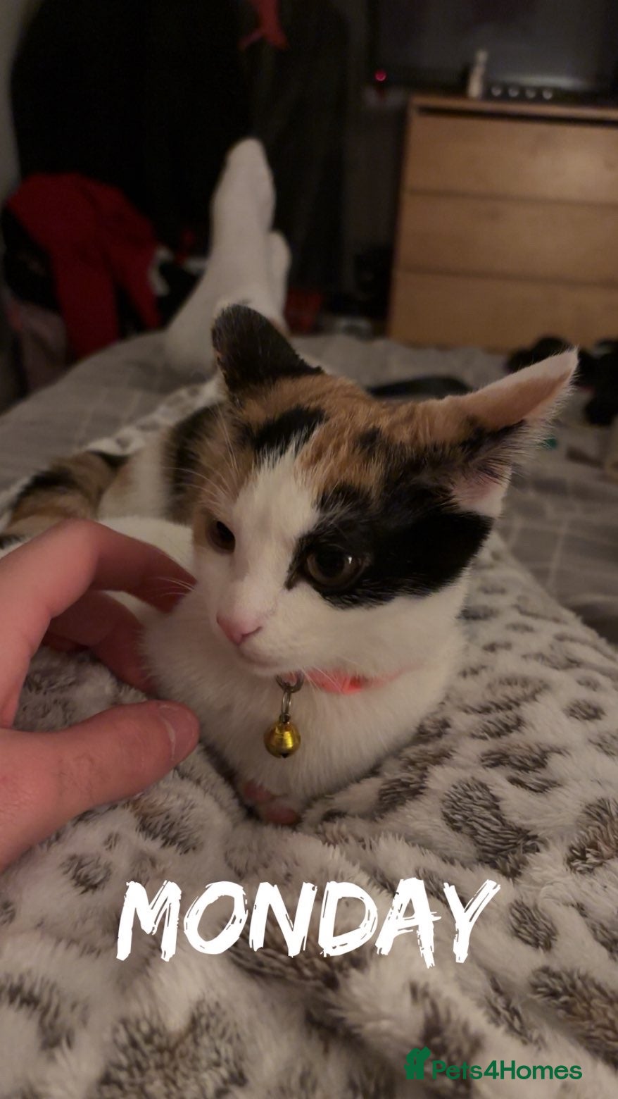 Mixed Breed cats 18 week old female kitten  - Advert 2