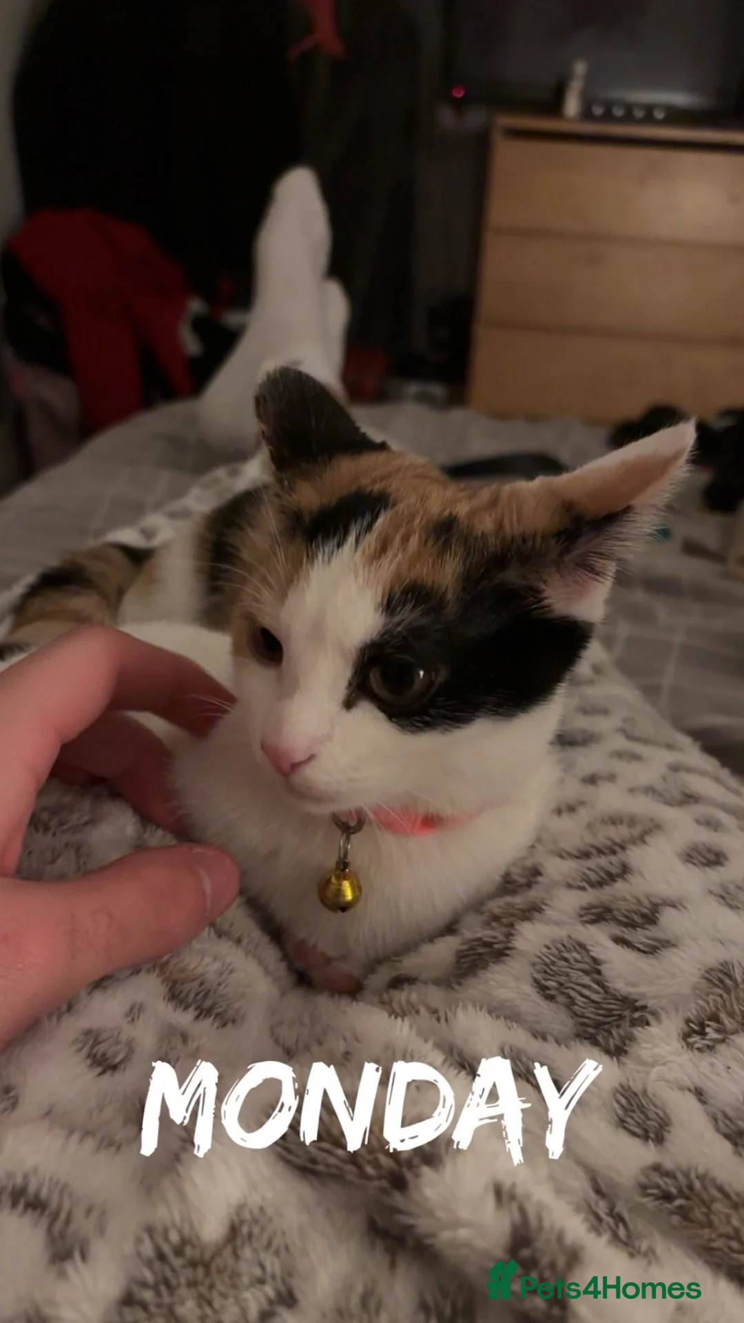 Mixed Breed cats for sale: 18 week old female kitten  - Advert 1