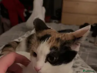 Mixed Breed cats 18 week old female kitten - Advert 1