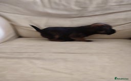Border Terrier dogs for sale: Made in Devon  - Image 5