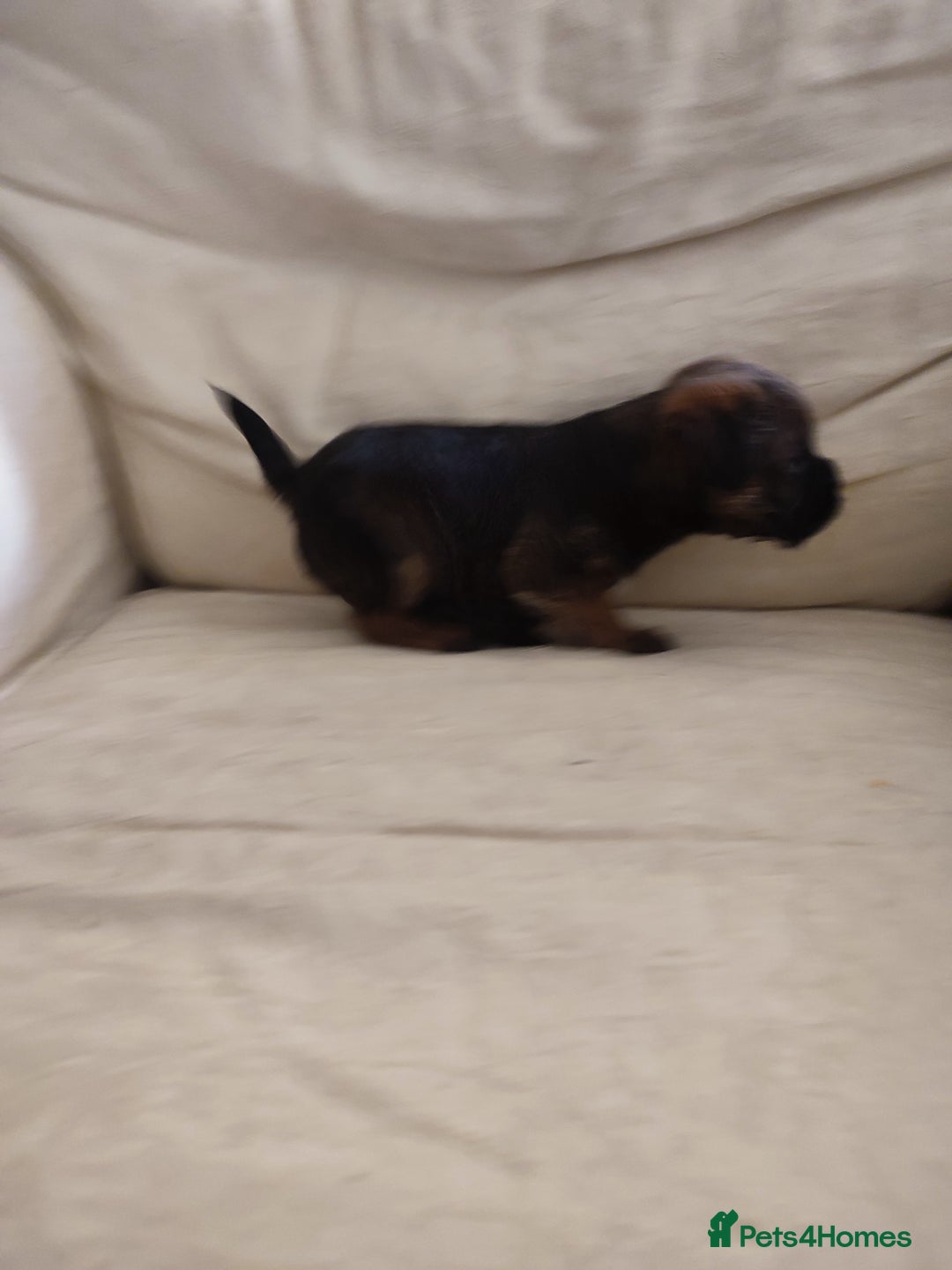 Border Terrier dogs for sale: Made in Devon  - Image 5