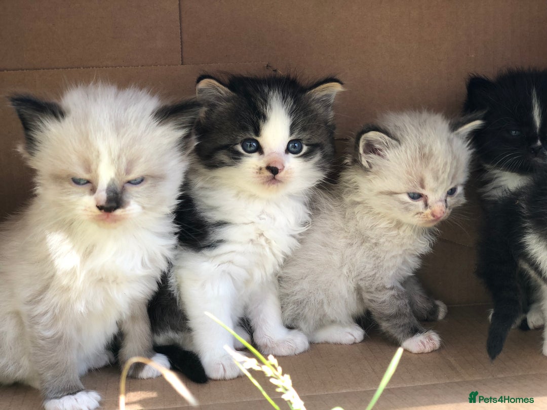 Mixed Breed cats for sale: Delilah’s kittens - Image 9