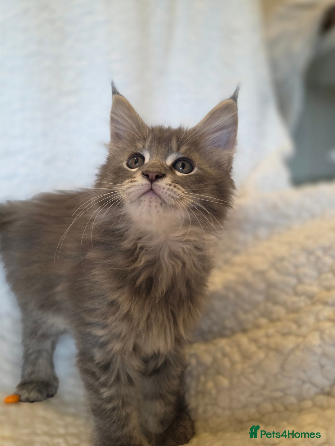 Maine Coon cats for sale: 4 x large bundles of fun - Image 10