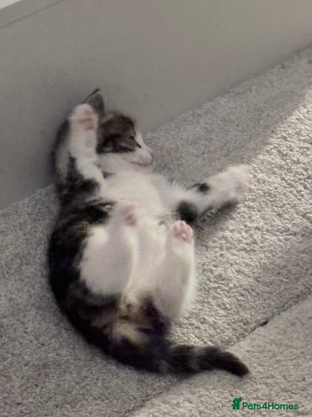 Mixed Breed cats for sale: Beautiful mix breed kittens - Advert 8