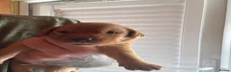 Labrador Retriever dogs for sale: Beautiful male fox red Labrador  - Advert 5