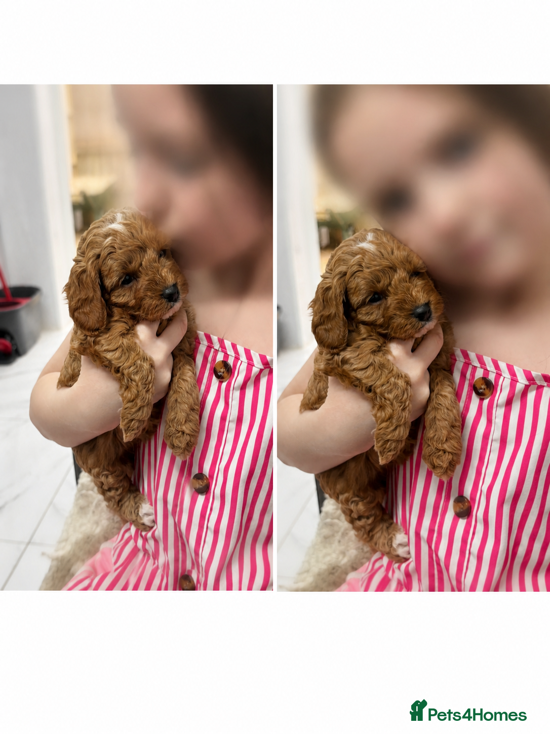 Cavapoo dogs extensively health tested toy cavapoo Girl puppy - Advert 3