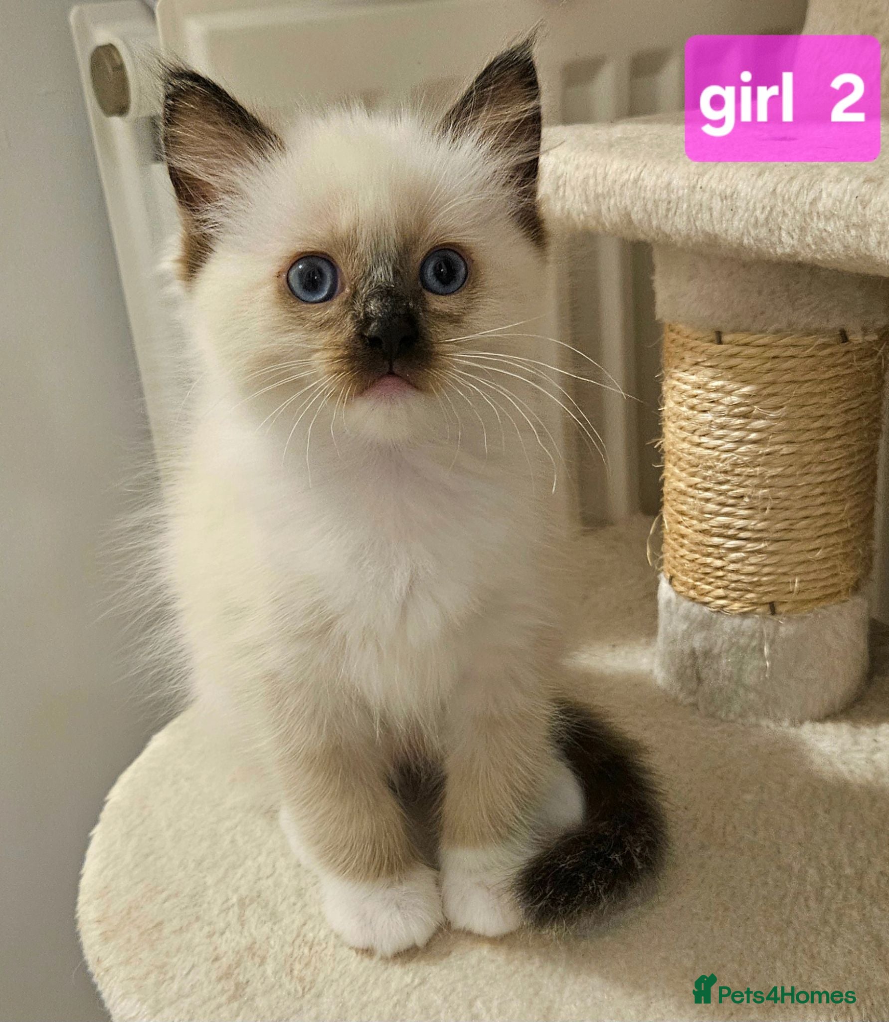 Ragdoll cats Stunning Ragdoll Kittens Available - Advert 2